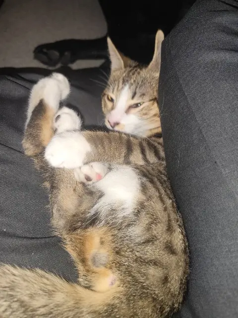 chat lost   93340 Le Raincy Pharelle