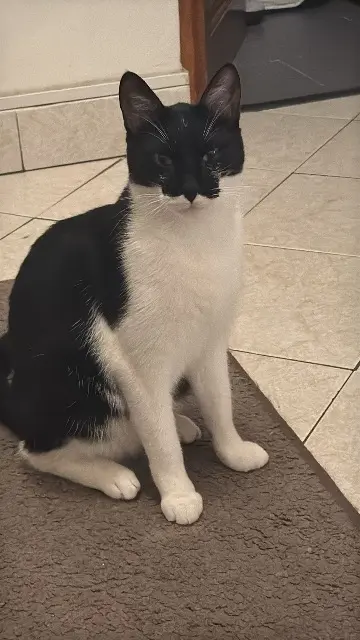 chat lost   93230 Romainville Picou