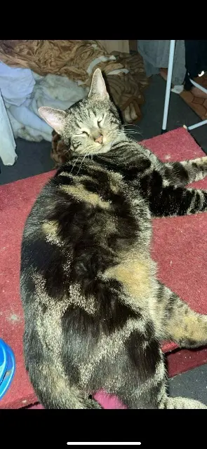 chat lost   93440 Dugny Pirate