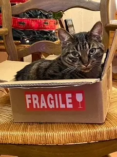 chat lost   93220 Gagny Pirate