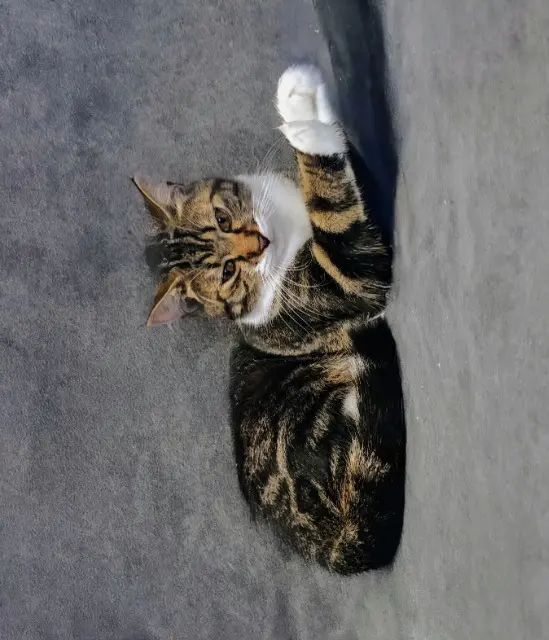 chat lost   93160 Noisy-le-Grand Pissou