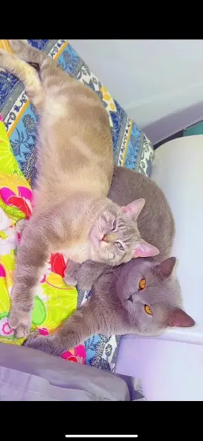 chat lost   93140 Bondy Pistache