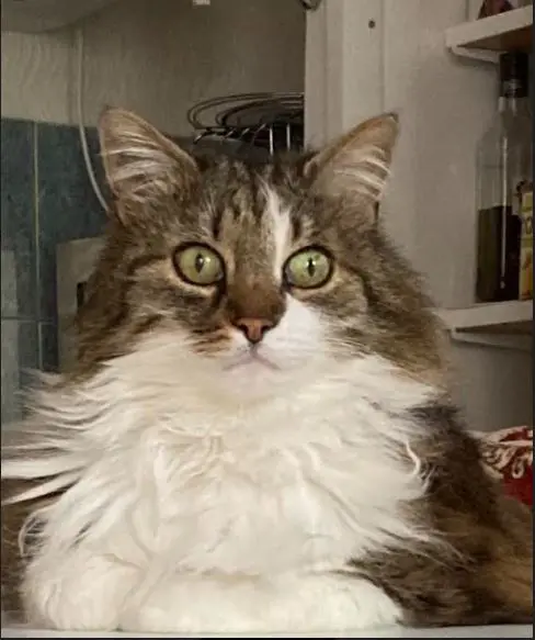 Chat Perdu 93 Seine-Saint-Denis - Prince Chat Perdu 93 Seine-Saint-Denis - Prince