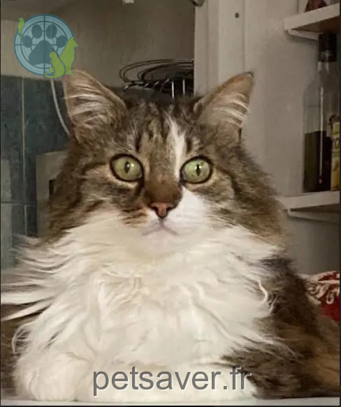 Chat Perdu 93 Seine-Saint-Denis - Prince Chat Perdu 93 Seine-Saint-Denis - Prince