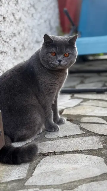 chat lost   93190 Livry-Gargan Pushki