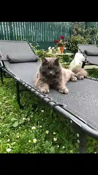 Chat Perdu 93 Seine-Saint-Denis - Ramses Chat Perdu 93 Seine-Saint-Denis - Ramses