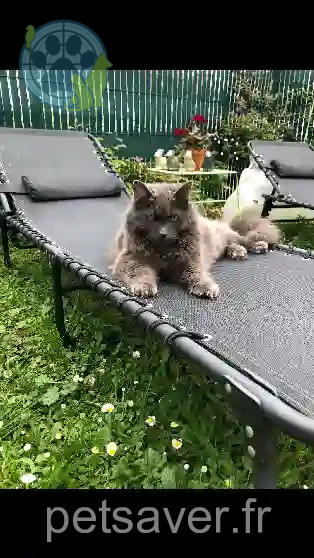Chat Perdu 93 Seine-Saint-Denis - Ramses Chat Perdu 93 Seine-Saint-Denis - Ramses