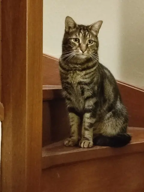 chat lost   93360 Neuilly-Plaisance Rei