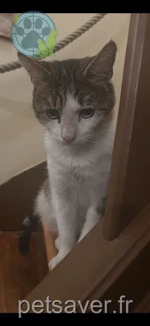 chat lost   93700 Drancy Robin