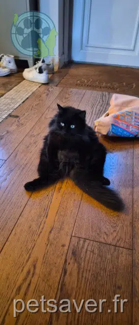 chat lost   93460 Gournay-sur-Marne Rocket