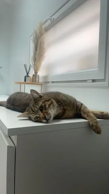 chat lost   93220 Gagny Rocky