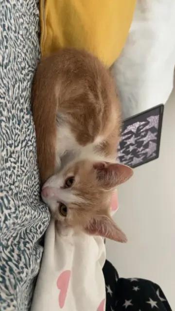 chat lost   93140 Bondy Ron