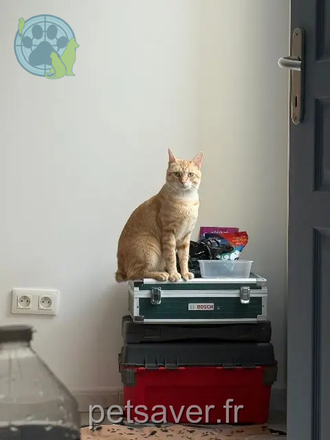 Kater vermisst 93340 Le Raincy Roocky Kater lost 93340 Le Raincy Roocky