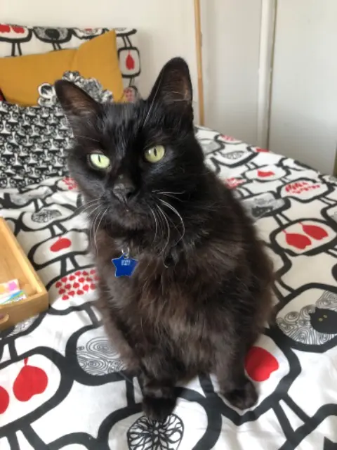chat lost   93330 Neuilly-sur-Marne Rosty
