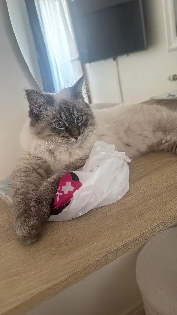 chat lost    Saint-Denis Ange