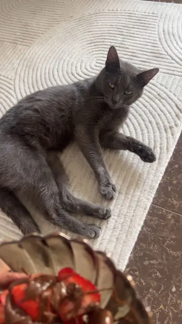 chat lost    Saint-Denis Coco