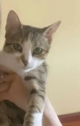 chat lost    Saint-Denis Gary