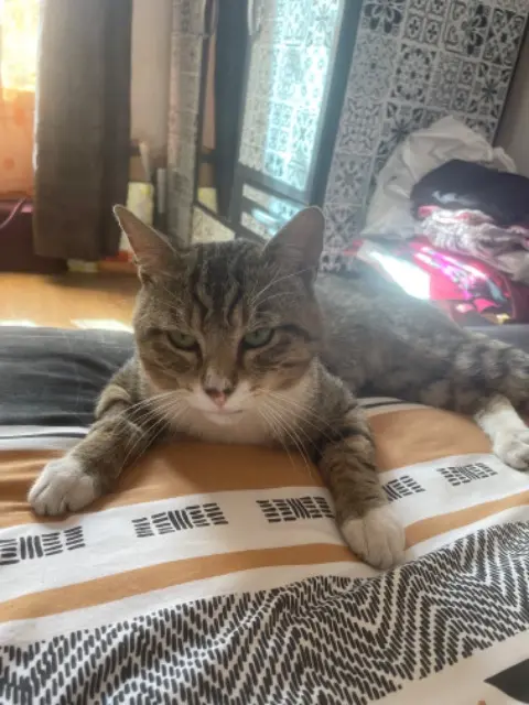 chat lost    Saint-Denis Jumo