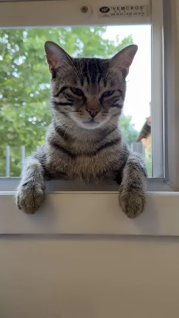 chat lost    Saint-Denis Lex