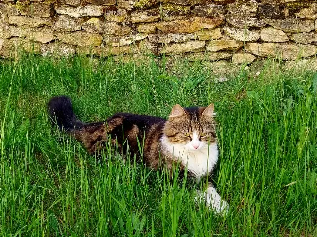chat lost    Saint-Denis Mistigri