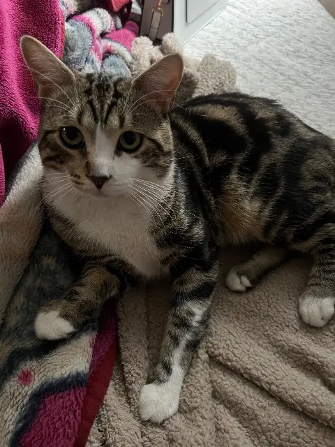 chat lost    Saint-Denis Muezza