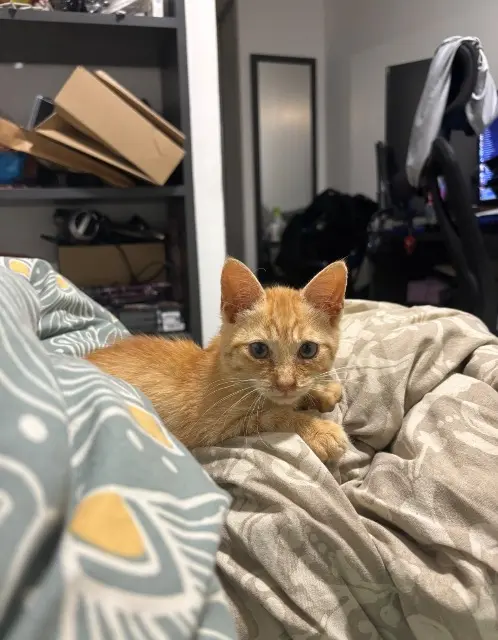 chat lost    Saint-Denis Roro