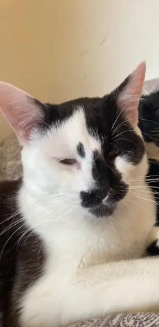 chat lost    Saint-Denis Simba