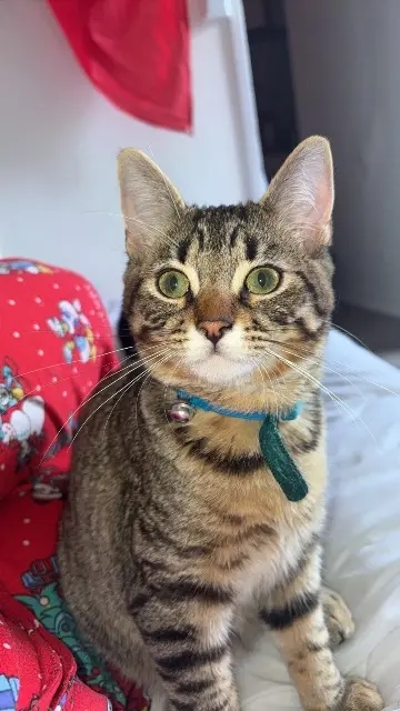 chat lost    Saint-Denis Simba