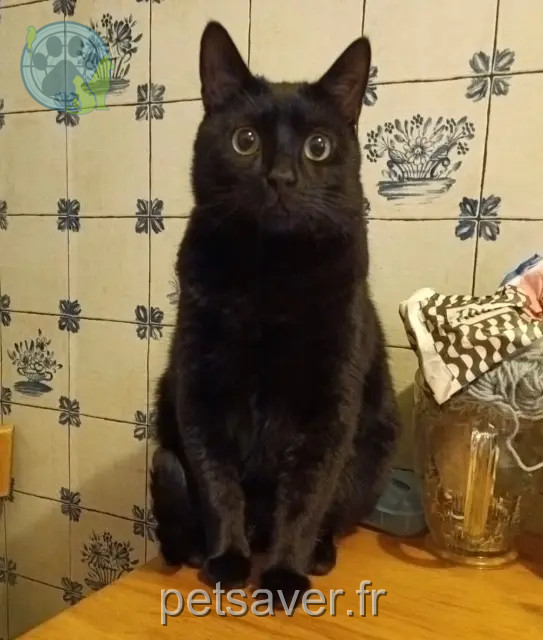 chat perdu Saint-Denis Loki chat lost Saint-Denis Loki