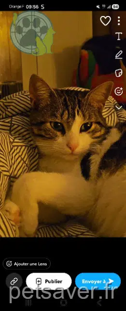 gato perdido Saint-Denis Oreo gato lost Saint-Denis Oreo