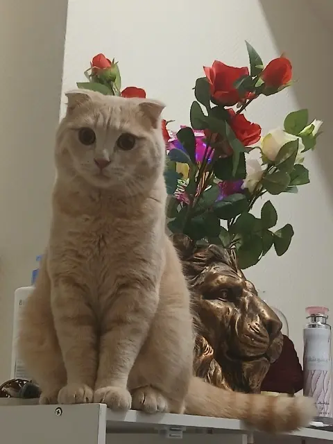 chat lost    Saint-Denis Prince