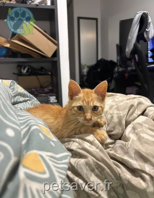 gato perdido Saint-Denis Roro gato lost Saint-Denis Roro