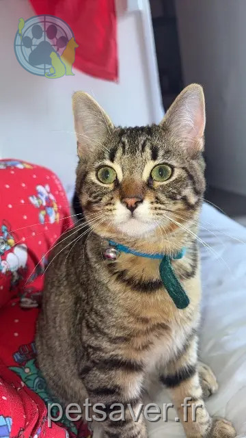 kater vermist Saint-Denis Simba kater lost Saint-Denis Simba