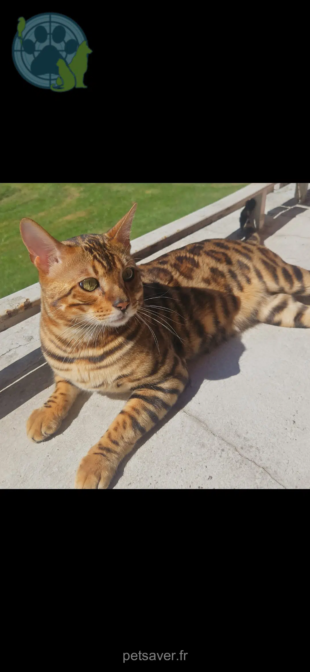 gato lost    Saint-Denis Tigrou
