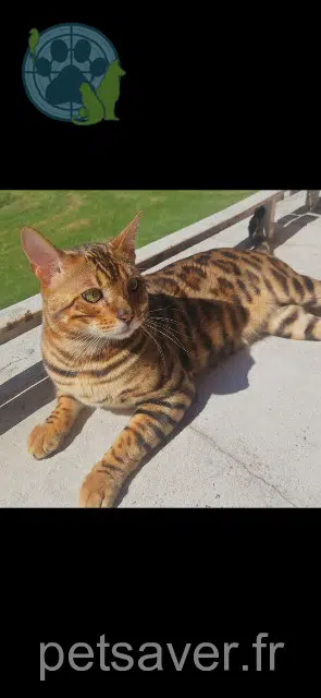 gato lost    Saint-Denis Tigrou