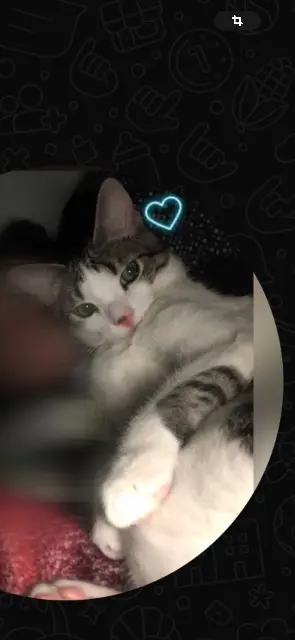 chat lost   93600 Aulnay-sous-Bois Sami