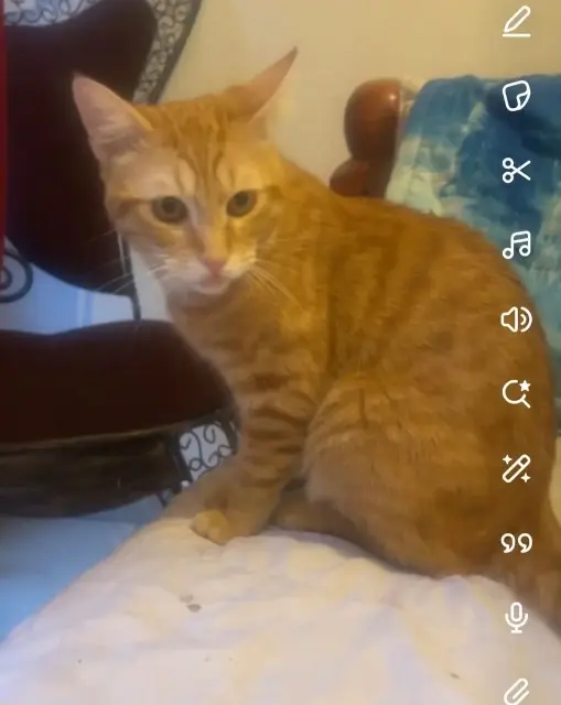 chat lost   93700 Drancy Sasuke