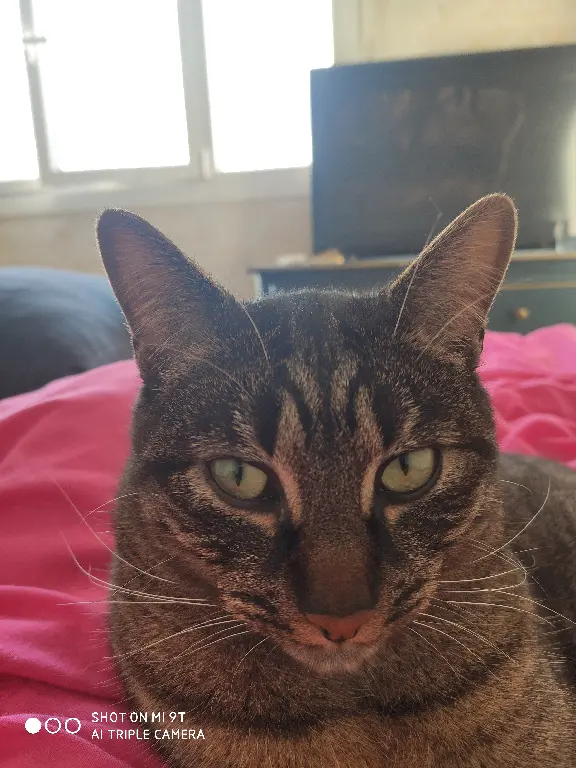 Chat Perdu 93 Seine-Saint-Denis - Shatoshy Chat Perdu 93 Seine-Saint-Denis - Shatoshy
