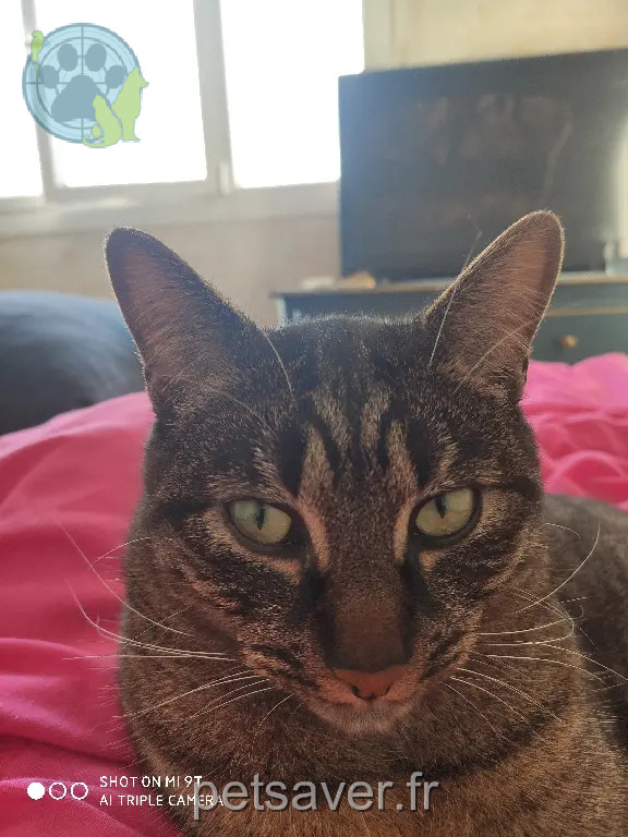 Chat Perdu 93 Seine-Saint-Denis - Shatoshy Chat Perdu 93 Seine-Saint-Denis - Shatoshy