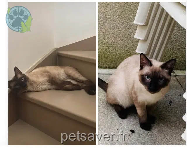 Kater lost 93230 Romainville Shizu