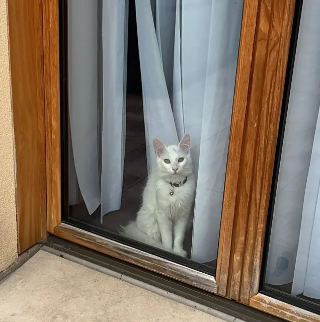 chat lost   93290 Tremblay-en-France Simba