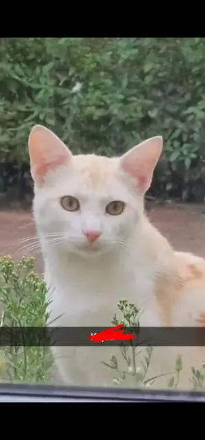 chat lost   93320 Les Pavillons-sous-Bois Simba