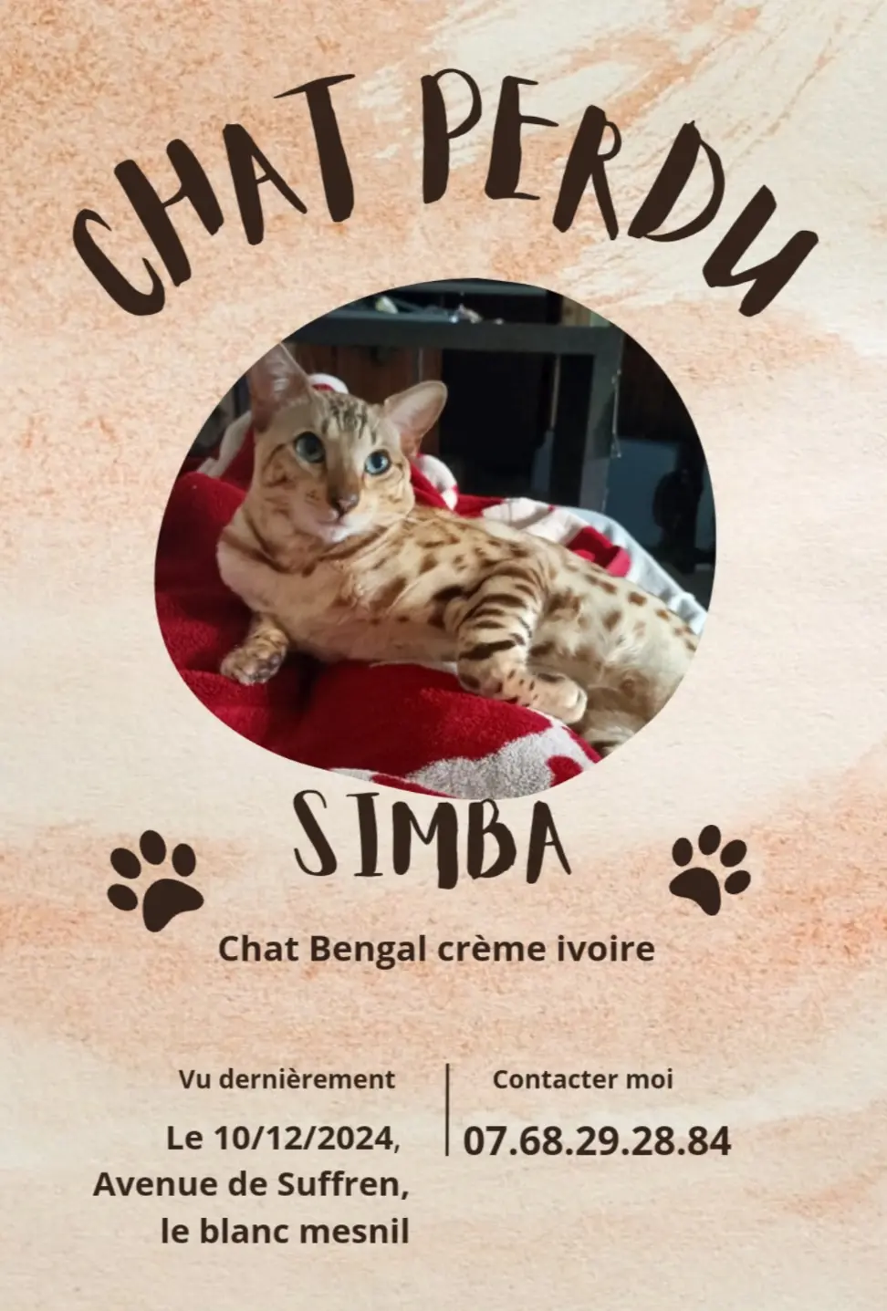 Chat Perdu 93 Seine-Saint-Denis - Simba Chat Perdu 93 Seine-Saint-Denis - Simba