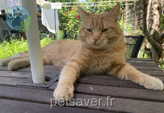 Chat Perdu 93 Seine-Saint-Denis - Simba Chat Perdu 93 Seine-Saint-Denis - Simba