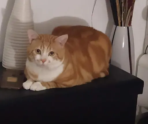 chat lost   93360 Neuilly-Plaisance Simba