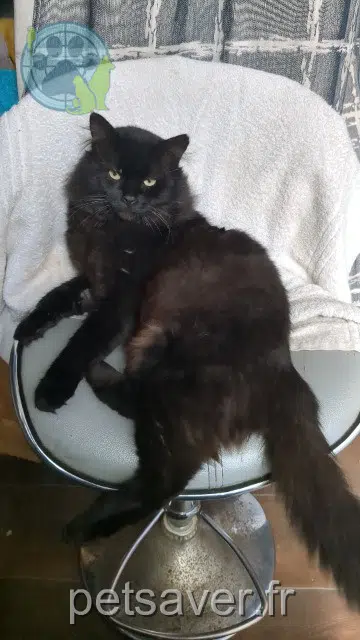 chat lost   93130 Noisy-le-Sec Sokar