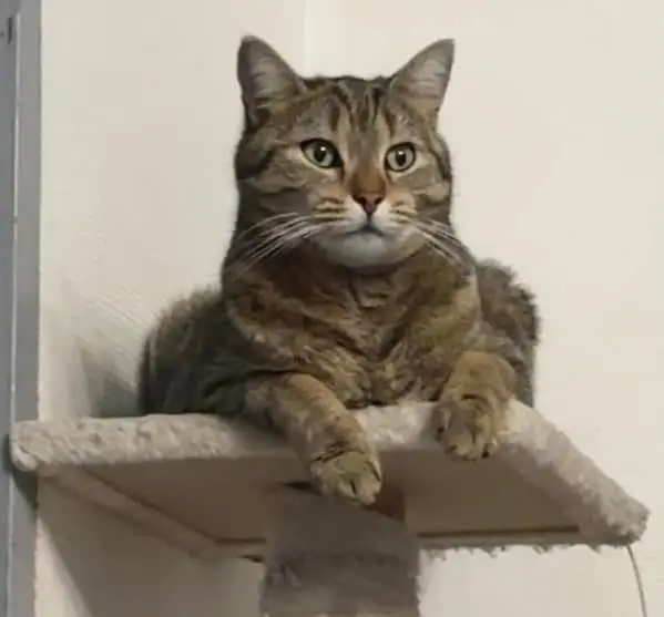 Chat Perdu 93 Seine-Saint-Denis - Spyro Chat Perdu 93 Seine-Saint-Denis - Spyro