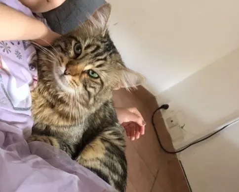 chat lost   93500 Pantin Stark