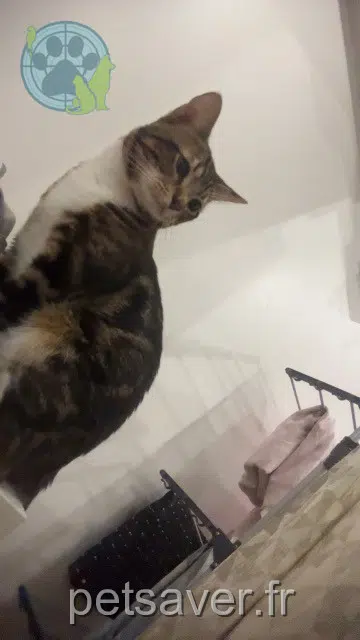 chat lost   93220 Gagny Sun