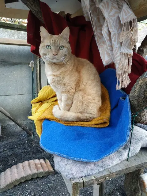 chat lost   93000 Bobigny Sunday